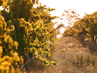 Sustainability at Plantagenet Wines: Nurturing the Land for Future Generations