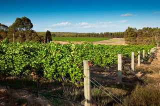 Vineyard with green grapevines under a clear blue sky