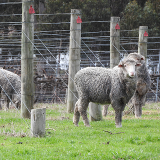 Sheep standing in a grassy field with a wire fence and wooden posts in the background.