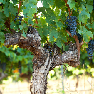Grapes hanging from a vine with green leaves