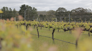 Vineyard with rows of grapevines under a cloudy sky