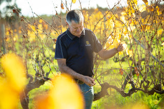 Man inspecting grapevines in a vineyard