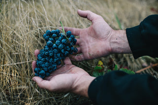 Person holding a bunch of grapes in a field