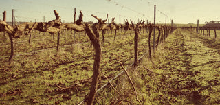 Vineyard with a vintage filter